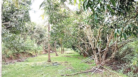 ಒಂಬತ್ತು ಎಕರೆ ಜಮೀನಿನಲ್ಲಿ ಸಮಗ್ರ ಬೇಸಾಯ