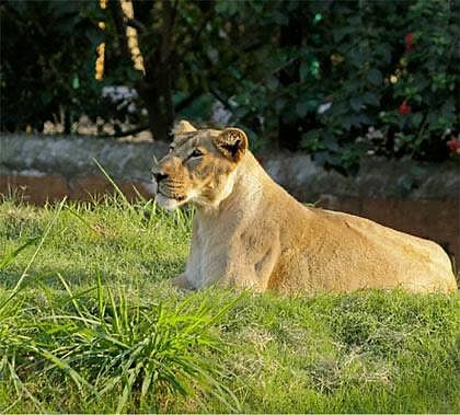 Lioness dies at Mysore Zoo