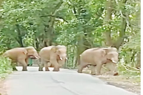 MDG elephant