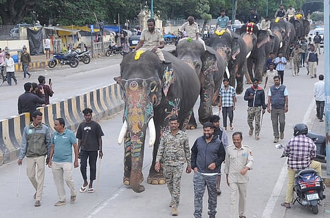 Mysore Dasara Elephants begin training