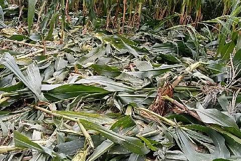 Pigs threaten crops, farmers suffer