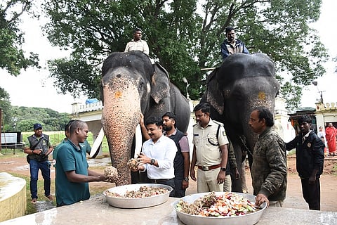 Special food for Dasara elephants to boost their strength