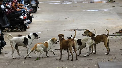 Stray Dogs