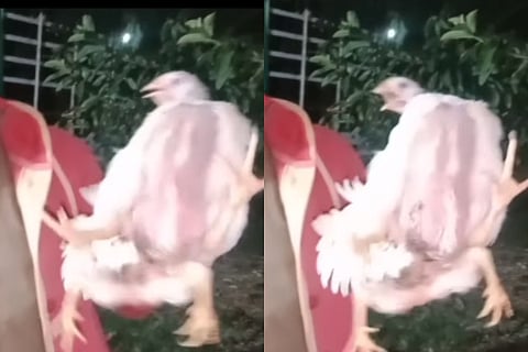 This hen has four legs watch the video