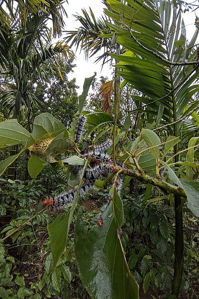 butter fruit