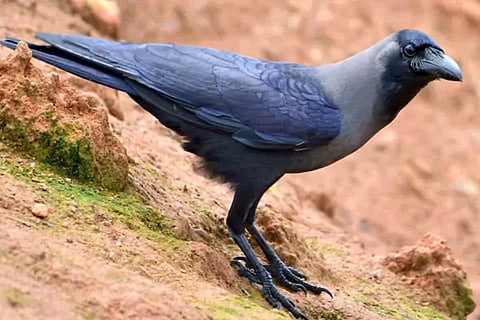 Crow