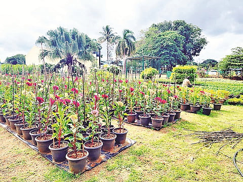 mysore