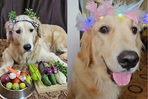 dog