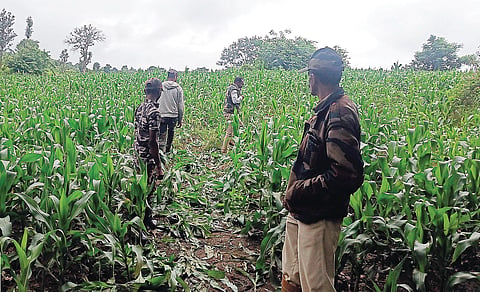 elephant crop loss