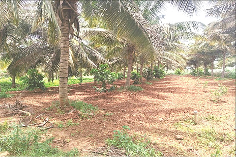 farming