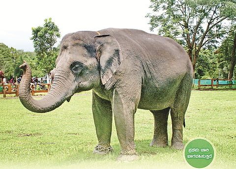 mysore