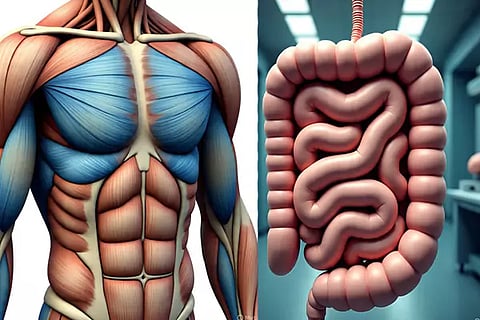 Intestines