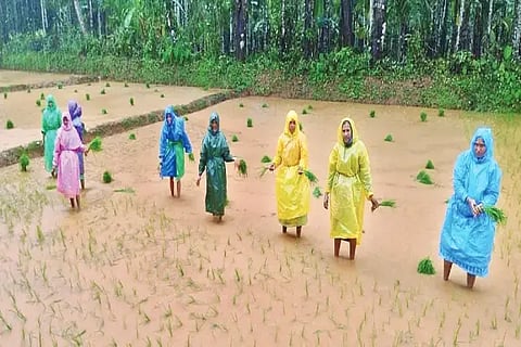 krishi
