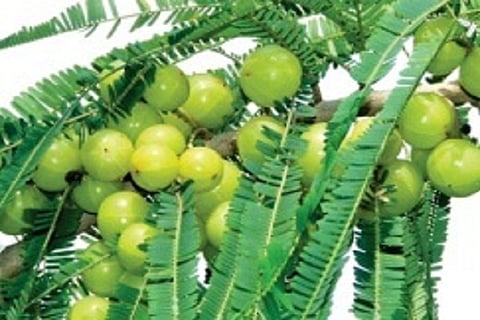 medcine plant