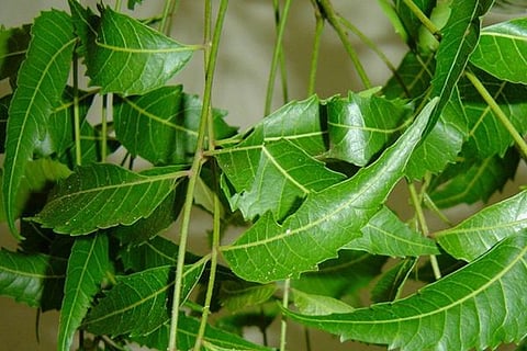 neem