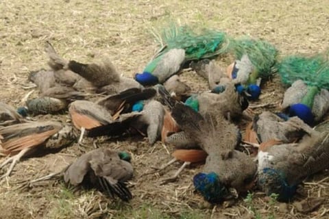 peacocks