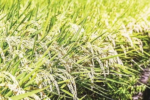 photo (2)