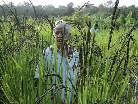 rice-varieties