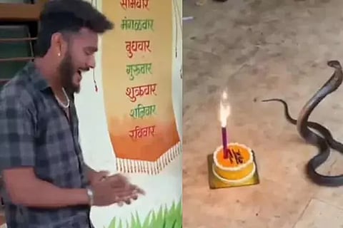 Snake birthday
