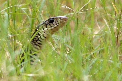 snake