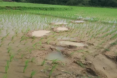 sri elepep