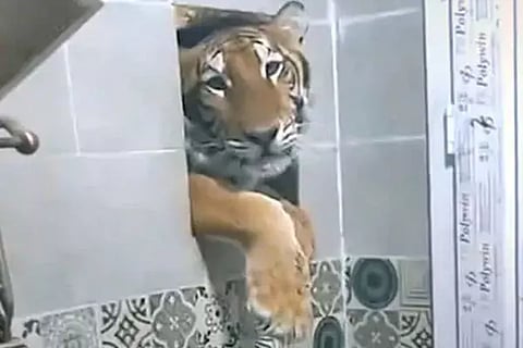 Tiger