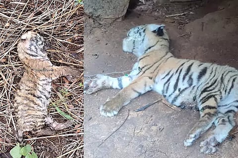 Tiger Deaths
