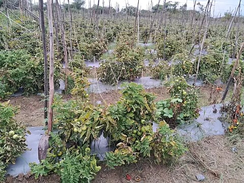 tomato bingi