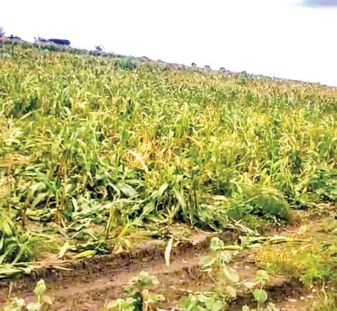 crop destruction due to pests