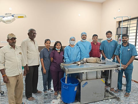 district koppal veterinary doctor operation monkey leg