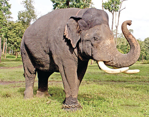 mysore