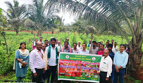 HUN-SEP-18-2(HULYALU TOMATO PROGRAMME)