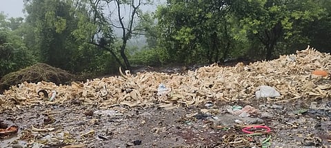 Hundreds of cattle suspected of being killed