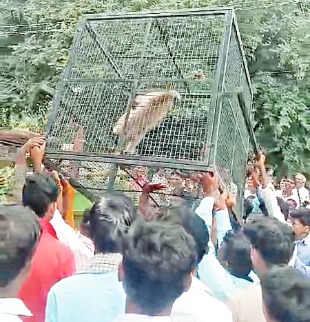 Monkey that bit hundreds of people arrested