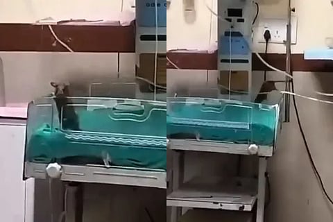 Rats bite 2 babies at Indore hospital