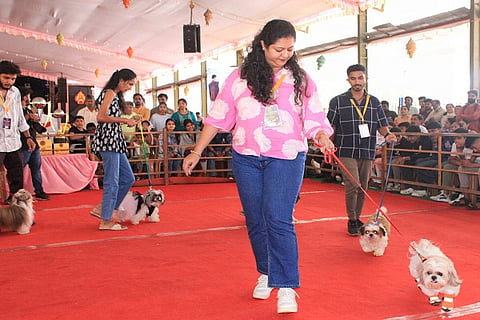 dog show