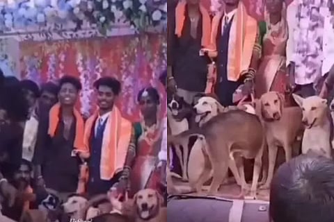 dog wedding viral