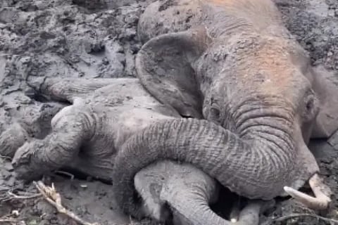 elephant video viral