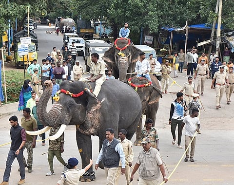 elephant