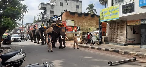 elephant