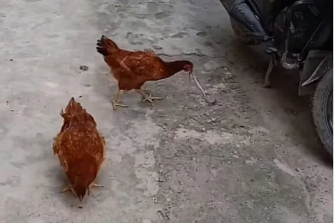 hen video viral