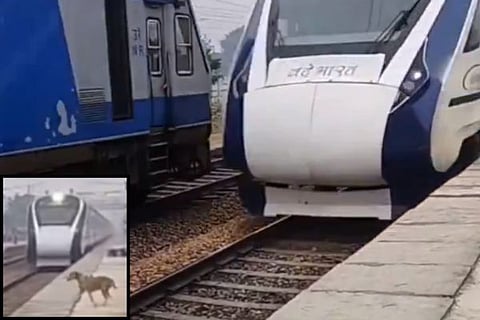 metro dog