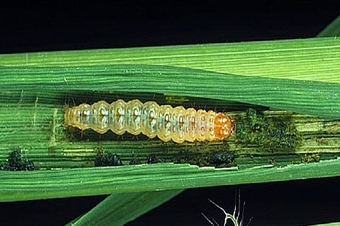 pest controle