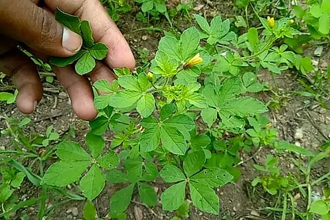 Plant