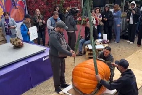 pumpkin