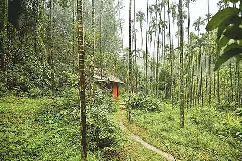 rain forest