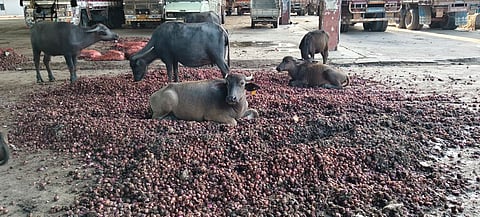 raichur