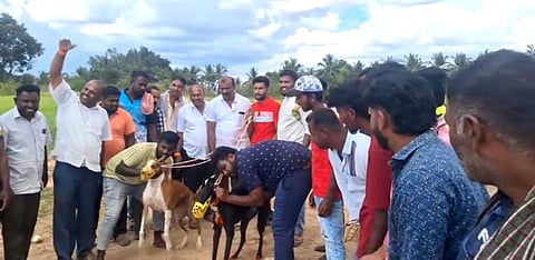 07kkr1(10-25 dog race