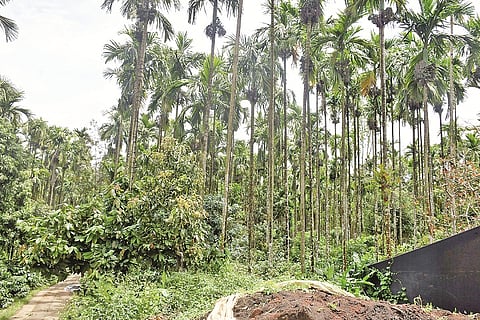  ಕಾಫಿ ತೋಟ.