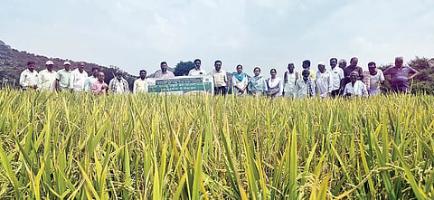 ಗಂಗಾವತಿ ತಾಲೂಕಿನ ಮಲ್ಲಾಪುರದ ಭತ್ತದ ಗದ್ದೆಯಲ್ಲಿ ಕೃಷಿ ವಿಜ್ಞಾನ ಕೇಂದ್ರದಿಂದ ಸವಳು ಸಹಿಷ್ಣು ಭತ್ತದ ತಳಿ ಜಿಎನ್‌ವಿ 1109 ಕುರಿತು ಪ್ರಾತ್ಯಕ್ಷಿಕೆ ಕ್ಷೇತ್ರೋತ್ಸವ ನಡೆಯಿತು. ಕೆವಿಕೆ ಮುಖ್ಯಸ್ಥ ಡಾ.ರಾಘವೇಂದ್ರ ಎಲಿಗಾರ್, ಸಹ ಸಂಶೋಧನಾ ನಿರ್ದೇಶಕ ಡಾ.ಜೆ.ಎಂ.ನಿಡಗುಂದಿ, ತಳಿತಜ್ಞ ಡಾ.ಮಹಾಂತ ಶಿವಯೋಗಯ್ಯ ಇತರರಿದ್ದರು.